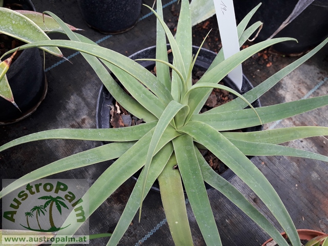 Agave bracteosa Spider Agave dm15/20cm - BIO